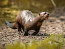 Reuseotters (Pteronura brasiliensis), 1 of 6