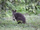 Donker pademelon Donker pademelon