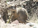 Wyoming-grondseekat (Urocitellus elegans), 2 of 5