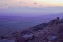 Устюртский заповедник и охота в Мангистауской области. Жемчужина пустыни для ценителей дикой природы.

Сотрудники Устюртского государственного природного заповедника регу