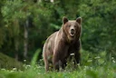 Почти 250 человек зарегистрировались для участия в первом розыгрыше права охоты на медведя в угодьях Белорусского общества охотников и рыболовов (БООР).

Розыгрыш пройдет