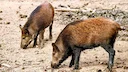 First Trichinella Case 2026: Wild Boar Tested Positive in Stockholm County
The first trichinella finding of 2026 was reported in February when a wild boar tested positiv First Trichinella Case 2026: Wild Boar Tested Positive in Stockholm County
The first trichinella finding of 2026 was reported in February when a wild boar tested positiv