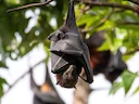 Groot vlieënde jakkals (Pteropus vampyrus), 8 of 8