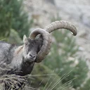 Un bouquetin des Pyrénées sauvé par une opération d’urgence à cause d’une corne dangereuse 

Dans les Pyrénées ariégeoises, un bouquetin mâle de 14 ans a été opéré en urg
