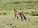 Indiese jakkals (Vulpes bengalensis), 3 of 4
