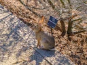 Woestyn-katoenstertkonyn (Sylvilagus audubonii), 1 of 3