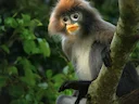Phayre se blaarapie (Trachypithecus phayrei), 3 of 5