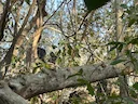 Java-lutung (Trachypithecus auratus), 3 of 5
