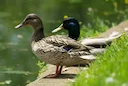 La chasse au LAC MISTASSINI: Espèces locales, types de chasse et territoires lacustres

Le lac Mistassini, situé dans la région du Nord-du-Québec au Canada, est une desti