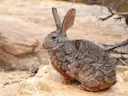 Smith se rooi haas (Pronolagus rupestris), 4 of 7