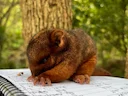 Ooslike ringstert-possum (Pseudocheirus peregrinus), 1 of 3