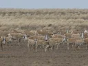 Saiga-antilope (Saiga tatarica), 4 of 8