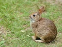 New England se Katoenstertkonyn (Sylvilagus transitionalis), 5 of 5