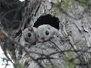 Europese gly-ekhoring (Pteromys volans), 1 of 5