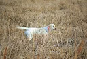 Whether you’re trekking through dense forests or navigating open fields, having a reliable hunting companion by your side makes all the difference. 🏞️ From the loyal Lab
