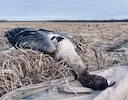 Осенняя миграция гуся в России 2025: маршруты пролёта, где гусь, отчёты охотников и лучшие регионы для охоты

Когда начался осенний пролёт гуся в 2025 году
Основные маршр