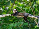 Geoffroy se kroesmarmoset (Callithrix geoffroyi), 3 of 5