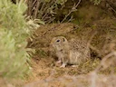Washington-grondseekat (Urocitellus washingtoni), 3 of 4