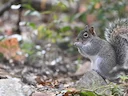 Allen-seekhoring (Sciurus alleni), 4 of 4