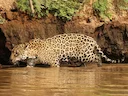 Jaguar (Onka)