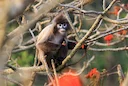 When it rains, it pours: Bangladesh wildlife trade booms during monsoon

The illegal wildlife trade in Bangladesh increases during the wet season due to a shortage of liv