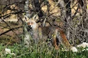 Caza en Soria: Destino Natural para Cazadores en Busca de Tranquilidad, Terreno Virgen y Abundante Fauna Silvestre

 Características geográficas y naturales de la región 