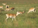 Mongoolse gazelle (Procapra gutturosa), 2 of 5