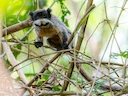 Swartkenkeiser-tamandoe (Saguinus imperator), 4 of 5