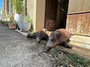 Bonjour à tous, 

Pour cette belle première semaine de septembre  les sangliers sont toujours au rendez vous !!

Mercredi, nous attaquons Pique Rouge afin de tenter de fa