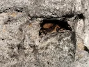 Baardvlermuis (Myotis mystacinus), 2 of 3