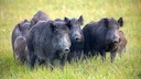 The issue of feral pigs in California
Pigs don't naturally exist in North America. These animals were introduced by explorers as a food source. Several hundreds of years 
