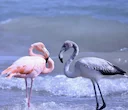 Fenicotteri in Italia: L'Impatto Negativo sulle Zone Lagunari e Vallive

La suggestiva presenza dei fenicotteri negli ambienti umidi italiani nasconde in realtà un impatt