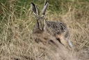 Hase und Kaninchen: Unterschiede erkennen

Verwechseln Sie noch immer Feldhasen und Wildkaninchen? Für Jäger, Naturbeobachter und Outdoor-Enthusiasten ist die korrekte An