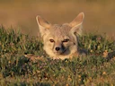 Kitvos (Vulpes macrotis), 7 of 7