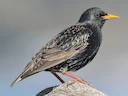 AUSTRALIA
Non-indigenous Animals you can Hunt
Cat
Dog (other than dingo)  
Goat 
Hare 
Rabbit 
Pig
Common Starling (Sturnus vulgaris)
Common or Indian Myna (Acridotheres 
