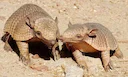 Cingulata, part of the superorder Xenarthra, is an order of armored New World placental mammals. Dasypodids and chlamyphorids, the armadillos, are the only surviving fami