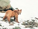 Bruinbeer (Ursus arctos), 14 of 14