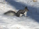 Abert-seekhoring (Sciurus aberti), 3 of 4