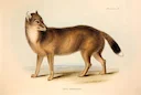 New clues may explain the mysterious origins of the Falklands wolf

Charcoal, bones, and tools suggest Indigenous seafarers inhabited the Falklands. It’s possible they ma