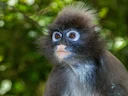 Indochinese grys-langur (Trachypithecus crepusculus), 4 of 4