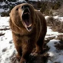 Сегодня встретился в тайге с шатуном. Страшный зверь! Весь какой-то клочковатый, худой, злющий... А дело так было. С утра мы с Серко пошли ловушки проверять - ставил я си