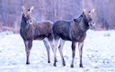 Debate Intensifies Over February Moose and Roe Deer Hunting

Swedish hunters and organizations are split over proposed February hunting seasons for moose and roe deer. Ke