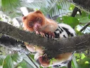 Swartkolletjieskoeskoes (Spilocuscus rufoniger), 2 of 3