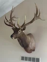 Inherited 2 Beautiful Elk - located in White Lake, Michigan. 

Ideally, looking to sell/donate to a restaurant or lodge - so we can still visit them. 

Edited: Any intere