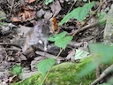 Oos-Asiatiese huismuis (Rattus tanezumi), 2 of 2