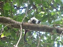 Katoenhooftamarine (Saguinus oedipus), 3 of 4