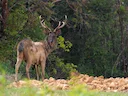 Indiese sambar (Rusa unicolor), 1 of 11