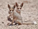 Rüppell-seeënd (Vulpes rueppellii), 2 of 4