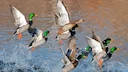 Missouri's New $60 Migratory Bird Permit for Non-Residents: What Hunters Need to Know for 2026
The Missouri Department of Conservation enacts a new Non-Resident Migrator Missouri's New $60 Migratory Bird Permit for Non-Residents: What Hunters Need to Know for 2026
The Missouri Department of Conservation enacts a new Non-Resident Migrator