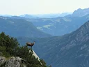 Alpine gemsbok (Rupicapra rupicapra), 5 of 8